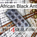 African Black Ant 30